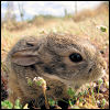 bunnypaws's Avatar
