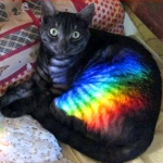 Nyan's Avatar